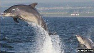 Bottlenose dolphins in Moray Firth. Photo by Rob Ware