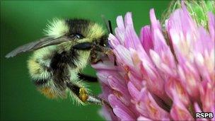 A shrill carder bee