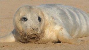 Seal pup at Donna Nook Nature Reserve