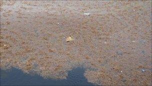 Plastic in seaweed