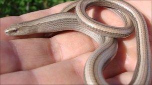 Slow worm