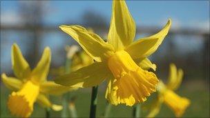Daffodils