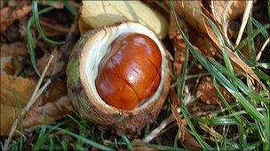 Conkers