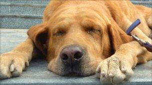 A dog sleeping outside