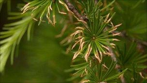 Sudden Oak Death attacking a Japanese Larch