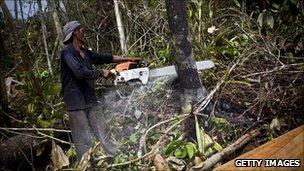 An illegal logger cuts down trees in Indonesia