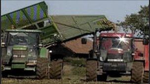 Sugar harvesting