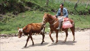 Cattle farmer on horse