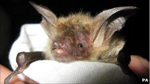 Bechstein's bat