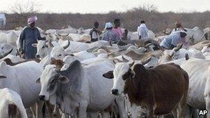 Cattle (AP)