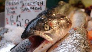 Scottish salmon on sale