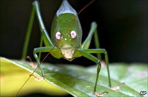 Newly discovered katydid in Papua New Guinea (6 September 2009)