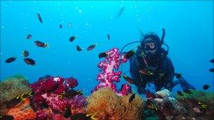 Diver on the Great Barrier Reef