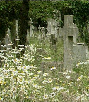 Wildflowers in a cemetery (Image: BBC)