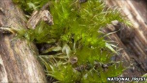 The leptodontium gemmascens moss