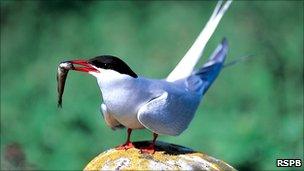 Arctic tern [Pic: RSPB]