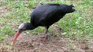 Northern Bald Ibis