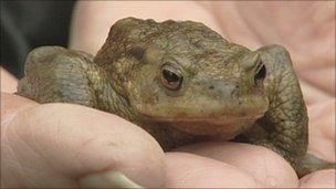 Toad in hand