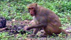 Rhesus monkey