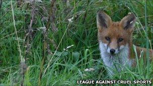 Fox on the Baronsdown sanctuary