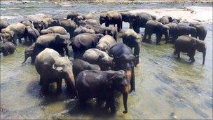 Sri Lankan elephants