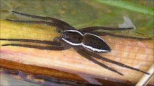 An adult fen raft spider basking