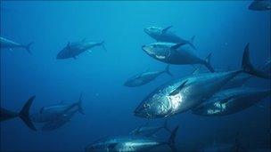 Bluefin tuna school