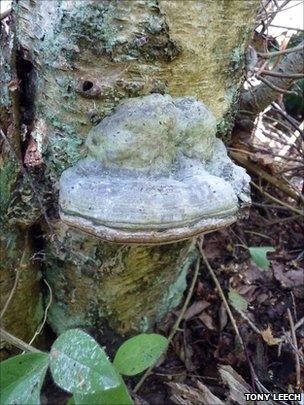 Hoof Fungus