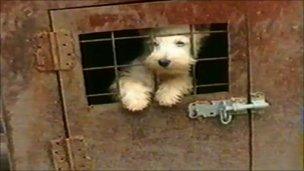 A dog in a cage