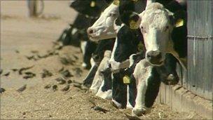 Cows (BBC)