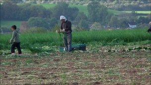 Child working in a Worcestershire field