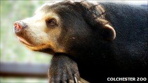 Sun bear at Colchester Zoo