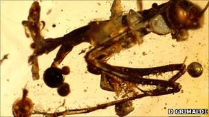 Insect found in amber