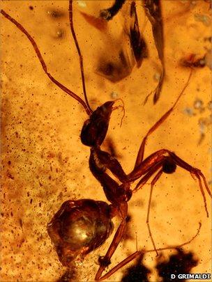 Insect found in amber in India