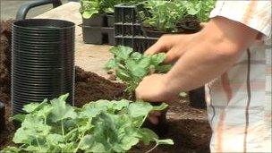 Bedding plants