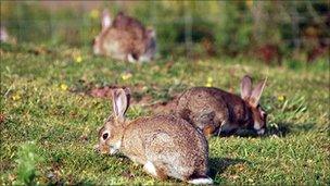 Wild rabbits (generic)