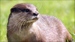 Otter