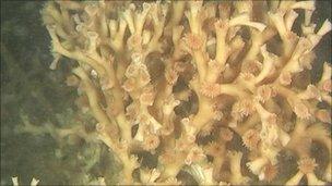 Cold water coral Lophelia Pertusa