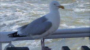 Seagull