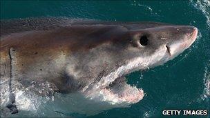 A Great White Shark [file image]