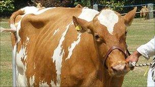 Guernsey cow