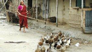 Woman with a flock of ducks