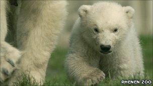 Walker as a cub. Image: Rhenen Zoo