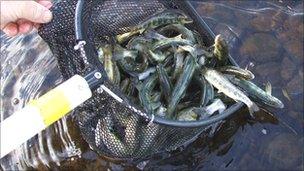 Young salmon being released