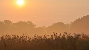 Invasive reeds