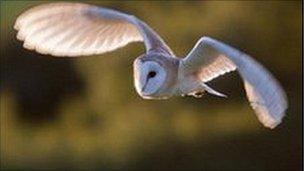 Barn owl in flight