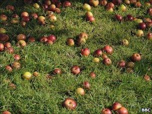 Apples in Herefordshire