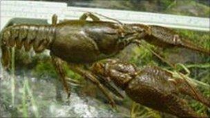 White-clawed crayfish