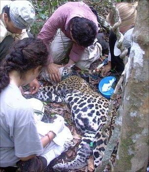 The team fitting a GPS collar to a wild jaguar (Image: Fernando Colchero)