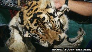 Tiger skin (Image: TRAFFIC South-East Asia)